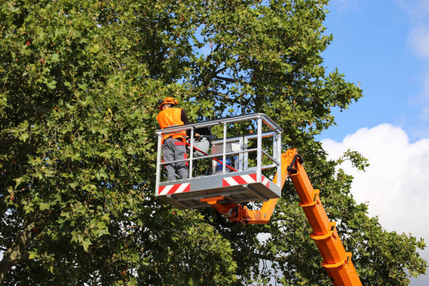 Professional Tree Removal and Landscaping Services in West Covina, CA